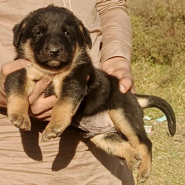 top quality German Shepherd long cot male pappi for sale 2