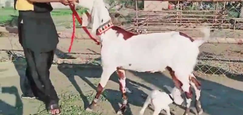 Desi Bakri Our 3 Bacchon Ka Sath For Sale WhatsApp Number:03424065968 0