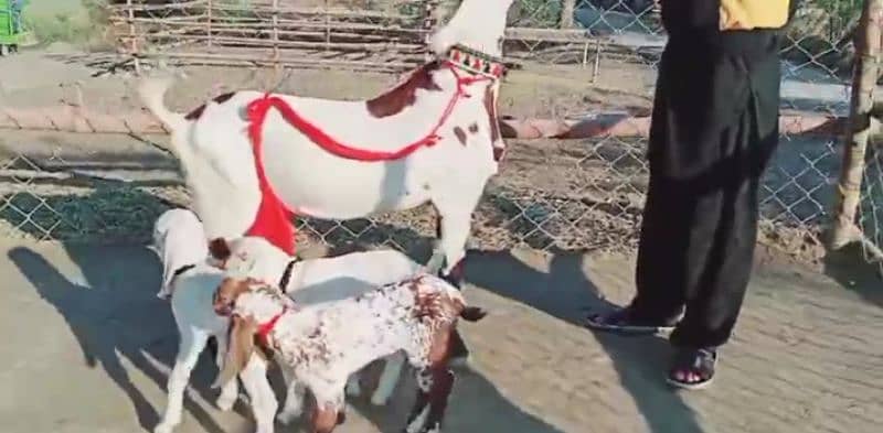 Desi Bakri Our 3 Bacchon Ka Sath For Sale WhatsApp Number:03424065968 5