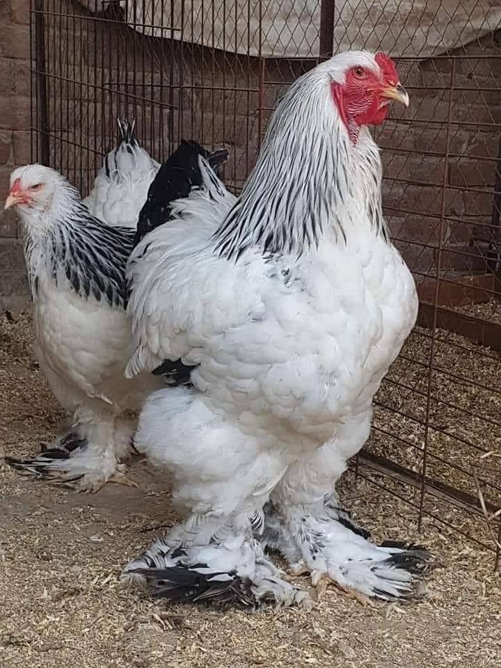 Fancy chicks Brahama,Polish, Heavy Buff, Sebright, Silkie 0300-894100 2