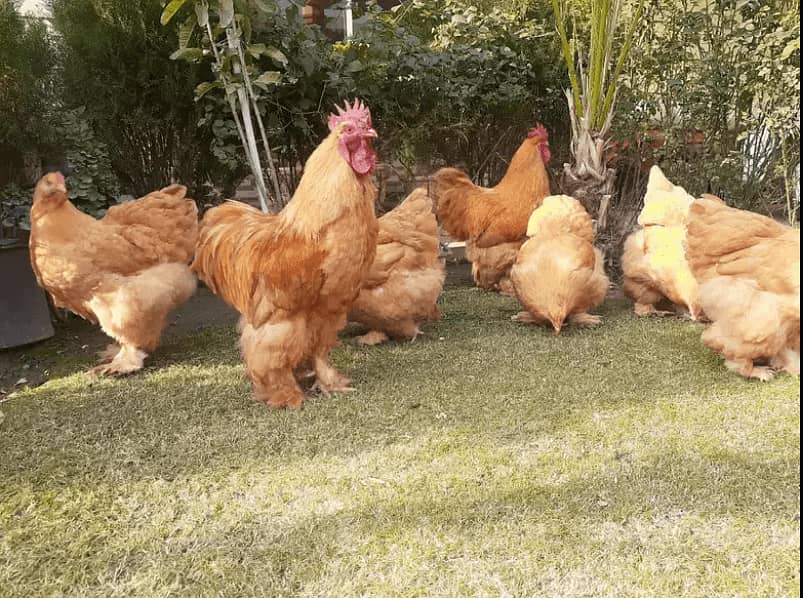 Fancy chicks Brahama,Polish, Heavy Buff, Sebright, Silkie 0300-894100 9