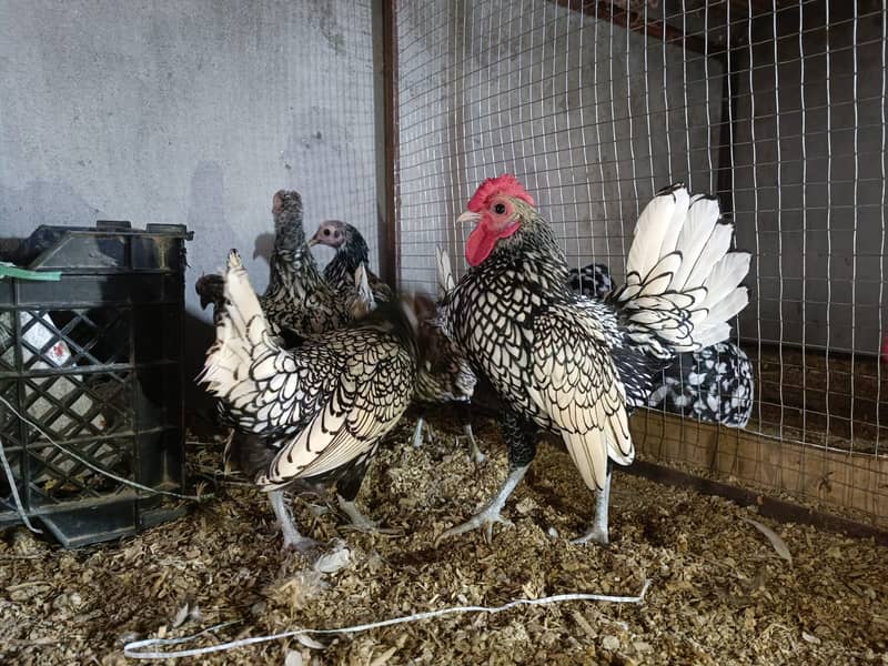 Fancy chicks Brahama,Polish, Heavy Buff, Sebright, Silkie 0300-894100 13