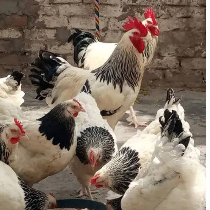 Fancy chicks Brahama,Polish, Heavy Buff, Sebright, Silkie 0300-894100 16