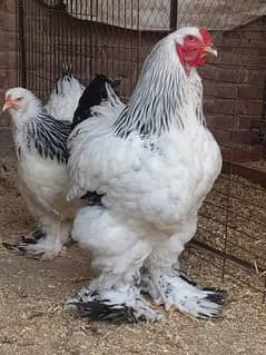 Fancy Hen chicks Brahma,Polish,Heavy Buff,Sebright,Sussex,Silky,RIR