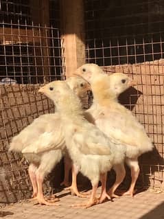 white king shamo chicks