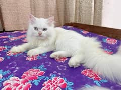 Parsian Cat For Sale 03439277208 Contact Me On WhatsApp Numb