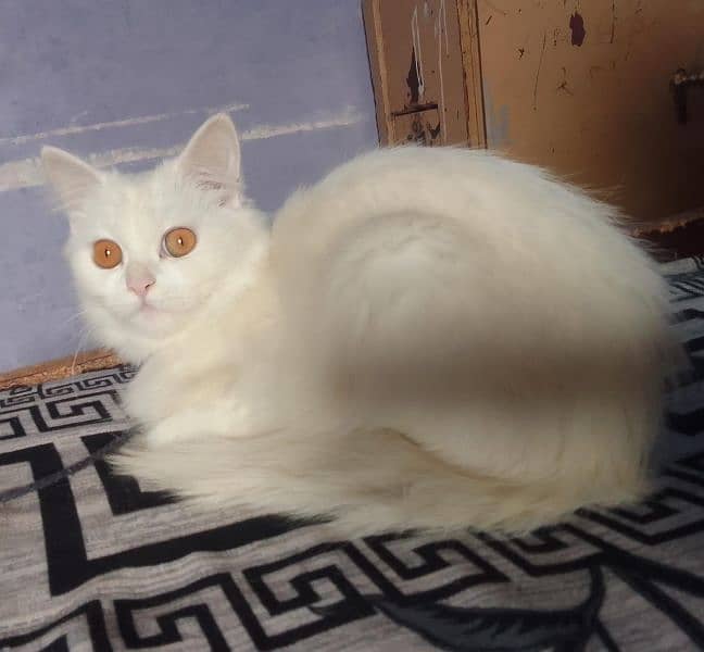 Persian cat female yellow eyes age 5 month 0