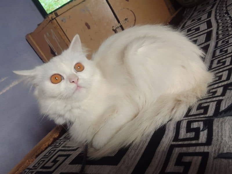 Persian cat female yellow eyes age 5 month 1