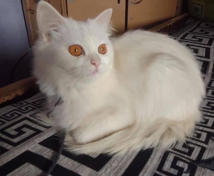 Persian cat female yellow eyes age 5 month 2