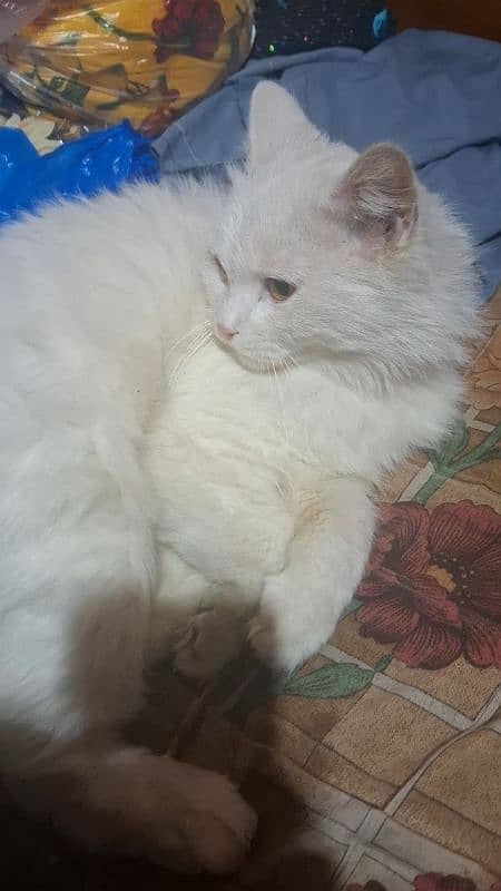 Persian Male Cat 0