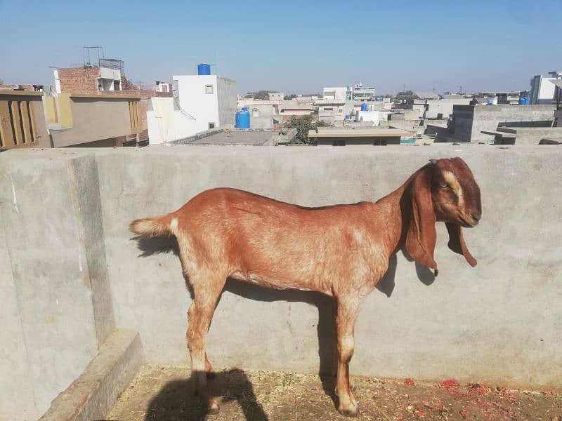 nagra bakri ka bacha 0