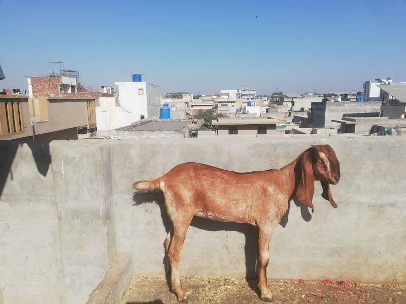 nagra bakri ka bacha 1