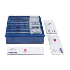 Histology Prepared Biological Slides Set of 100 Slides Carolina