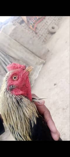 ASEEL MIANWALI JAWA BREEDER MALE FOR SELL IK ANKH SY KANA HAI