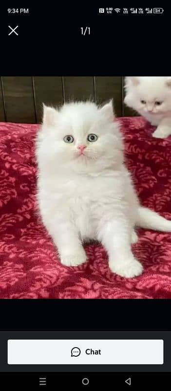 Persian cat for sale 2 month age WhatsApp number 03417057463 0