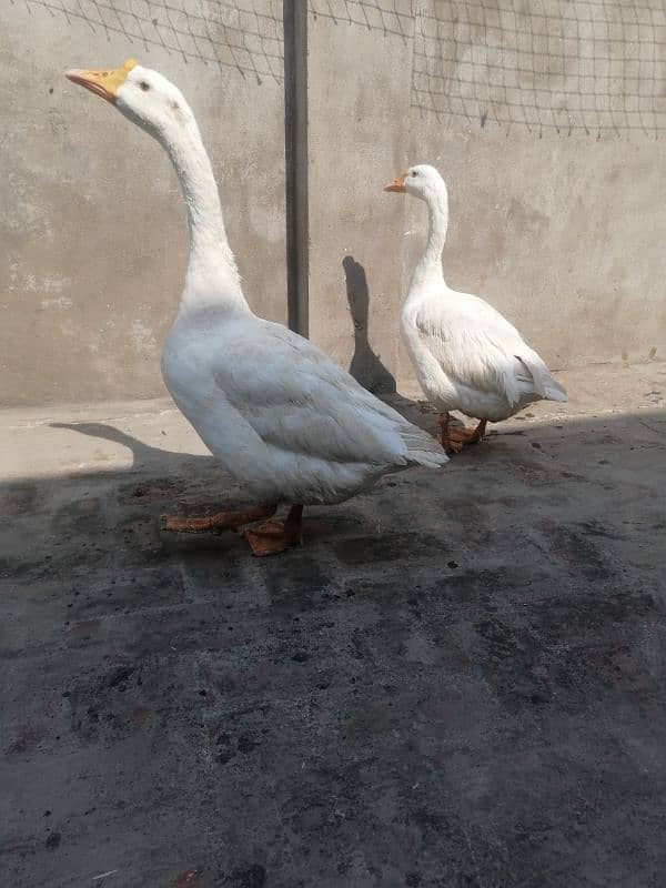 white duck 2