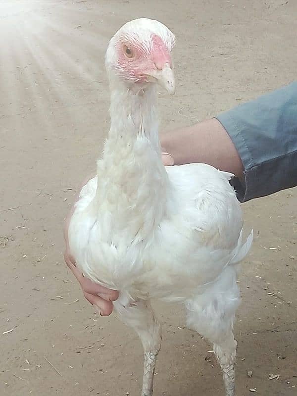 Aseel heera breed females available hay 03264626877 Whatsapp number 3