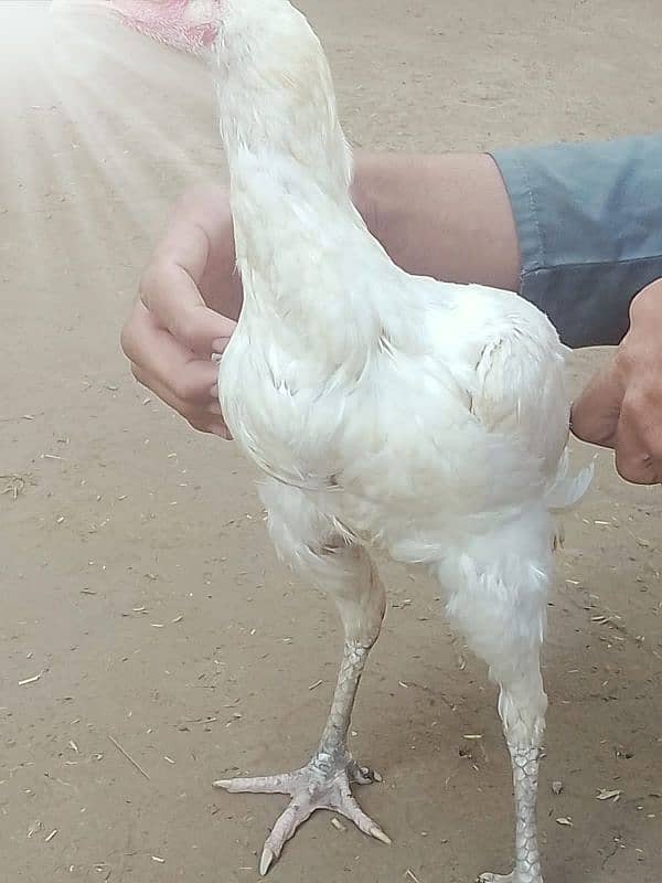 Aseel heera breed females available hay 03264626877 Whatsapp number 4