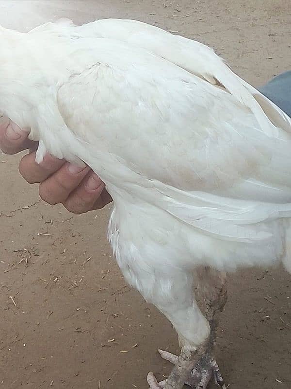 Aseel heera breed females available hay 03264626877 Whatsapp number 5