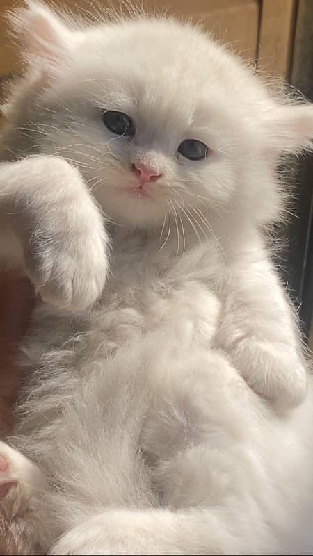 Persian kitten blue eyes 0