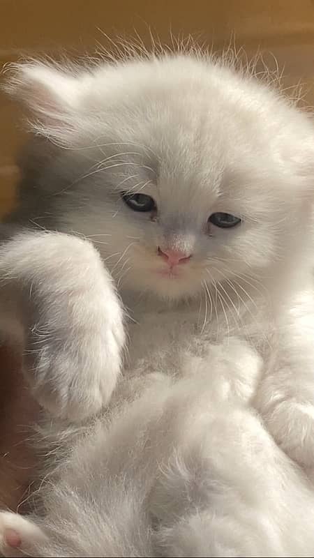 Persian kitten blue eyes 1