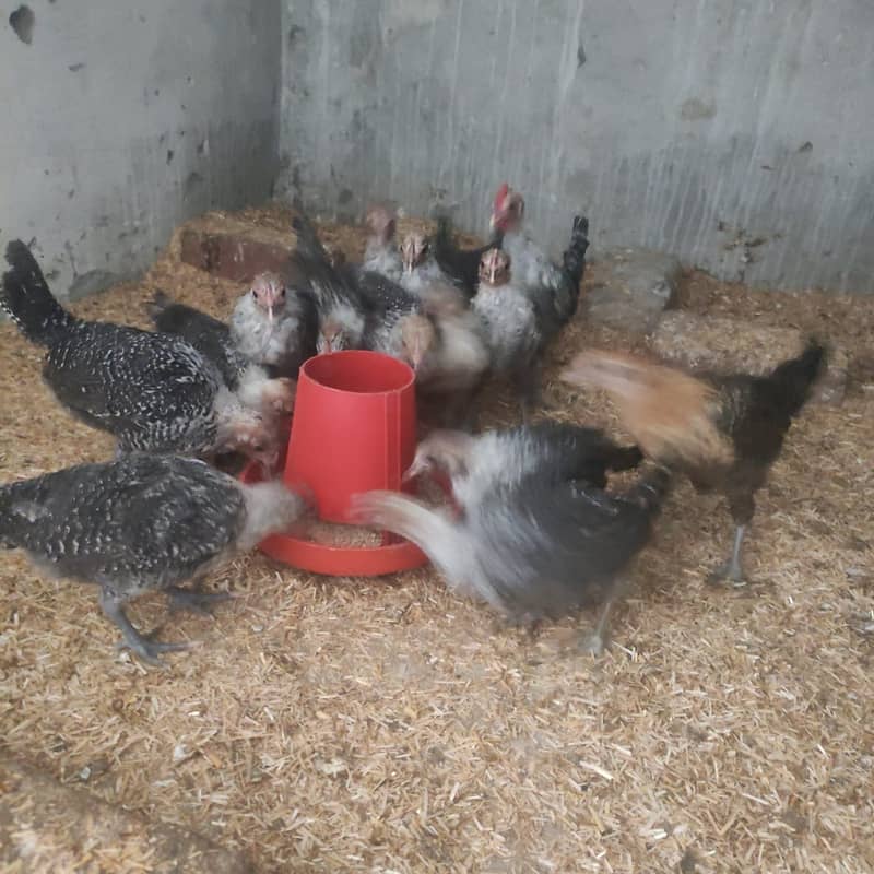 Pure Misri Hen Chicks 0