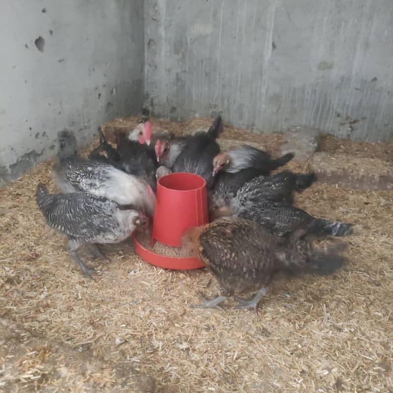 Pure Misri Hen Chicks 1