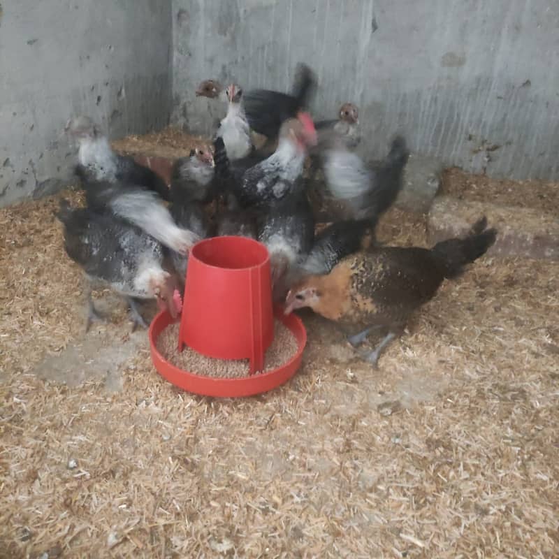 Pure Misri Hen Chicks 2