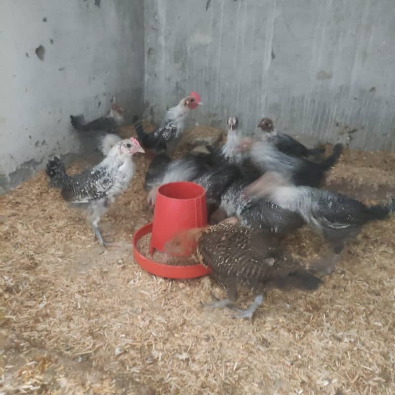 Pure Misri Hen Chicks 4