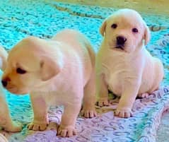 labrador puppies for sale