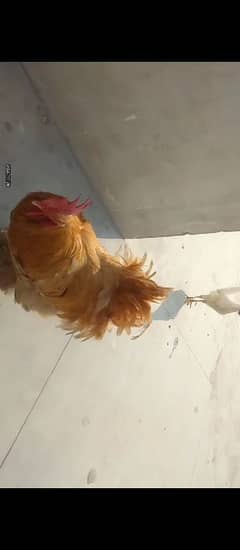 hen