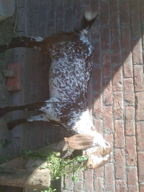 goat for sale | Bakri for sale | mahki cheeni bakri for sale 0