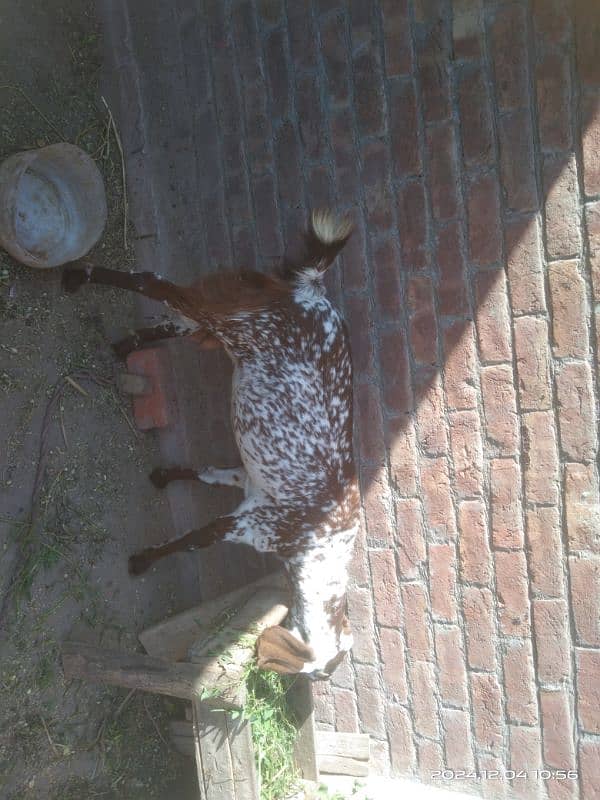 goat for sale | Bakri for sale | mahki cheeni bakri for sale 2