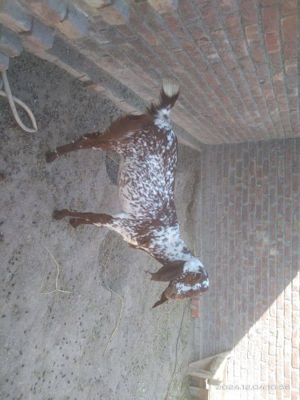 goat for sale | Bakri for sale | mahki cheeni bakri for sale 3