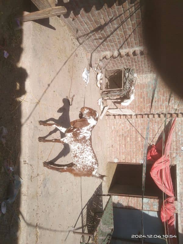 goat for sale | Bakri for sale | mahki cheeni bakri for sale 7