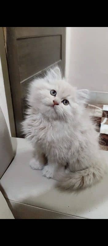 Persian Cat 3 Kittens 0