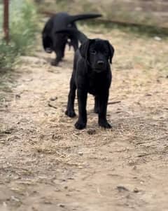 Black Labrador male puppy