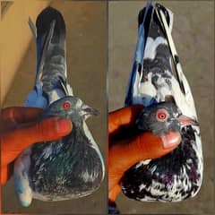 pigeon pure kamagar pair ?