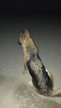 German Shepherd high quality