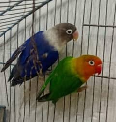 love bird