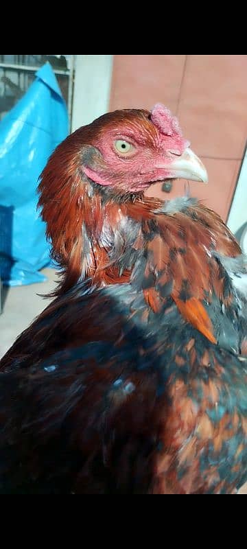 mianwali pair for sale aseel hens 0