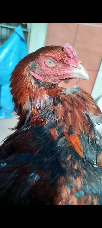 mianwali pair for sale aseel hens 1