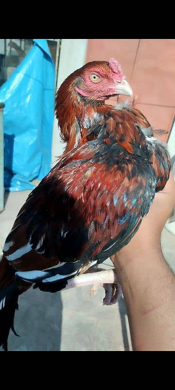 mianwali pair for sale aseel hens 2