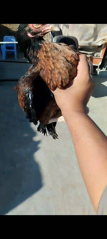 mianwali pair for sale aseel hens 4