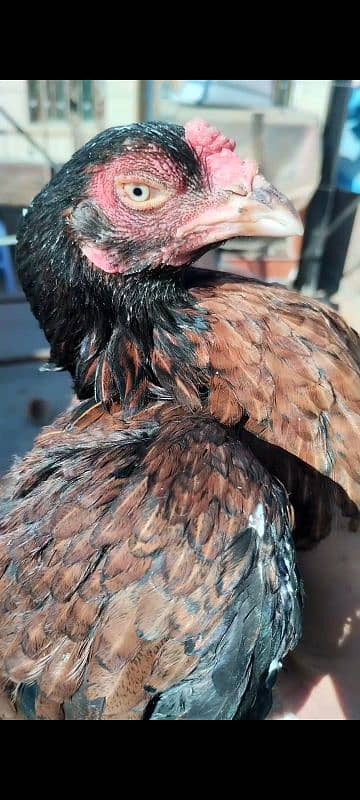 mianwali pair for sale aseel hens 9