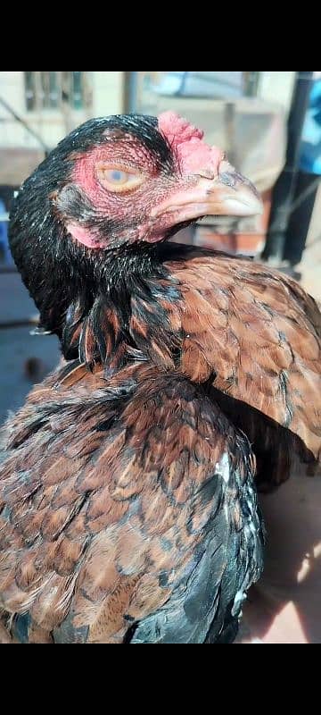 mianwali pair for sale aseel hens 10