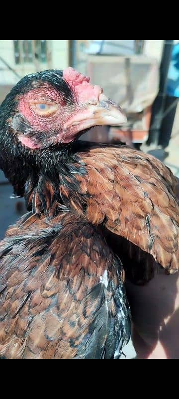 mianwali pair for sale aseel hens 11