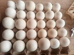 turkey fertile eggs available