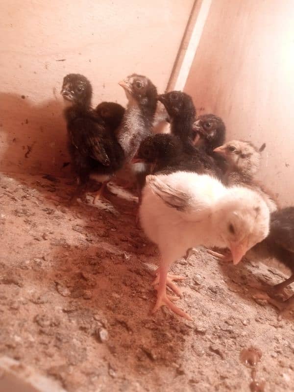 mianwali aseel chicks 2