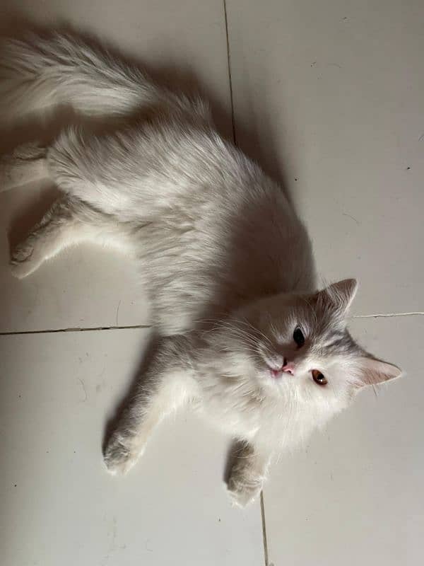 Female Persian Cat 4